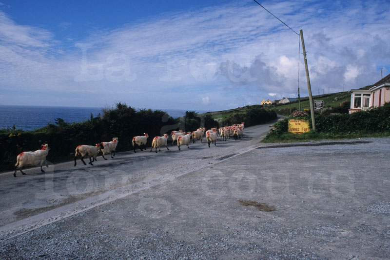 Irlande_026.jpg
