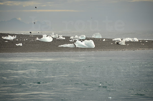 islande lac jokulsarlon iceberg glace glacier glacire ocan plage