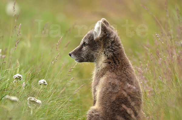 islande route f910 modrudalur village animal mammifre canid renard arctique