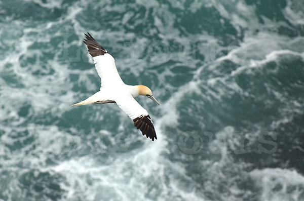 islande pninsule de langanes oiseaux marins colonie fous de bassan en vol