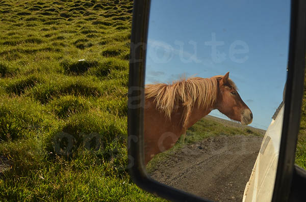 islande pninsule de langanes cheval voiture rtroviseur