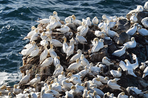 islande pninsule de langanes oiseaux marins colonie fous de bassan