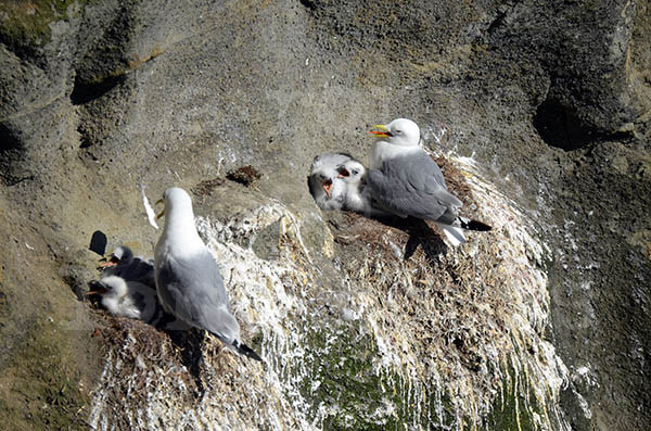 islande pninsule cap de reykjanesta falaises goelands nid nidification