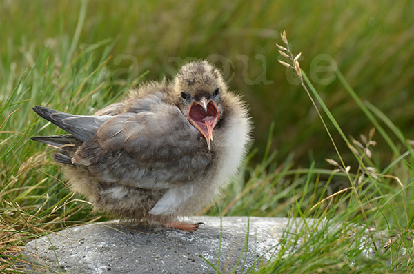 islande pninsule de snaefell port de pche rif sterne arctique oiseau oisillon