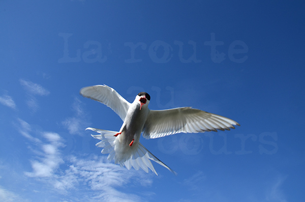 islande pninsule de snaefell port de pche rif sterne arctique oiseau attaque dfend son nid