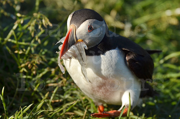 pninsule de saudlauksdalur falaise de latrabjarg oiseau de mer macareux puffin pche poissons