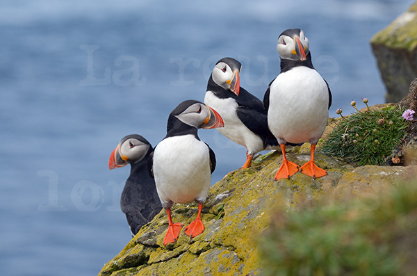 pninsule de saudlauksdalur falaise de latrabjarg oiseau de mer macareux puffin