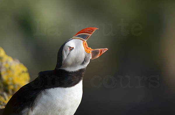 pninsule de saudlauksdalur falaise de latrabjarg oiseau de mer macareux puffin