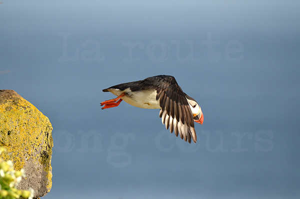 pninsule de saudlauksdalur falaise de latrabjarg oiseau de mer macareux puffin