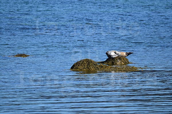 islande fjord ouest hvitanes animaux mammifre phoque ocan rocher