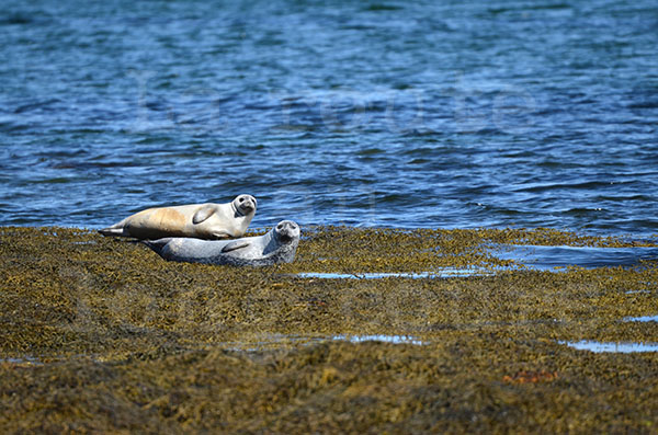 islande fjord ouest hvitanes animaux mammifre phoque ocan rocher