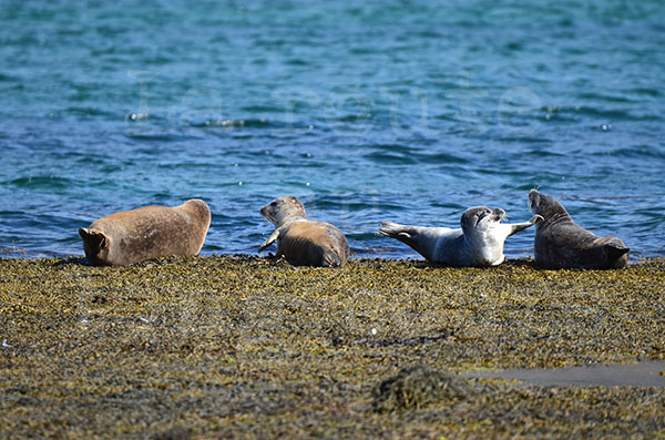 islande fjord ouest hvitanes animaux mammifre phoque ocan rocher