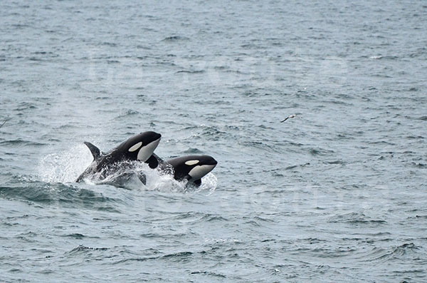 islande pninsule de snaefell cap ondverdarnes orques ctacs attaque