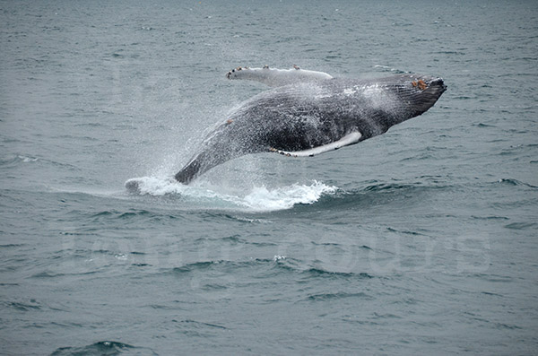 islande husavik observation des baleines ctacs baleine humpback saut saute