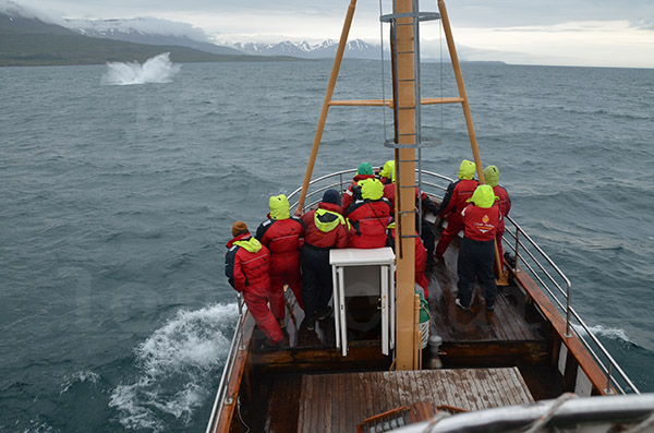 islande husavik observation des baleines ctacs baleine humpback