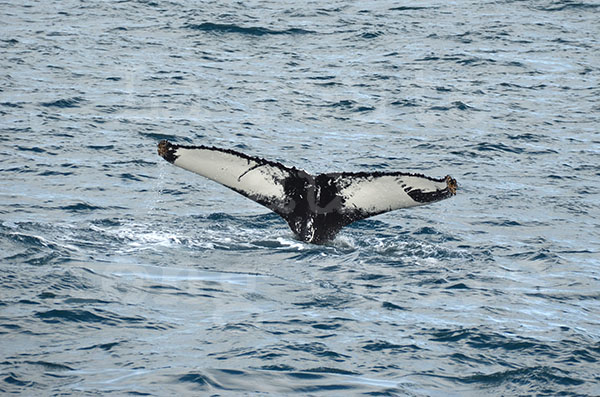 islande husavik observation des baleines ctacs baleine humpback nageoire arrire queue