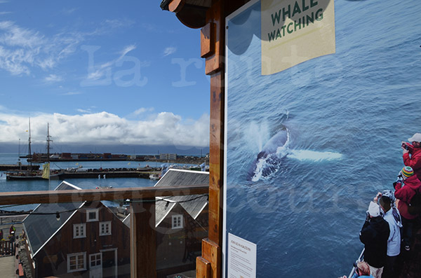 islande husavik observation des baleines ctacs