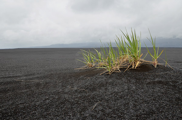 islande route f910 volcan cratre askja cendre noire dsert herbe vgtal