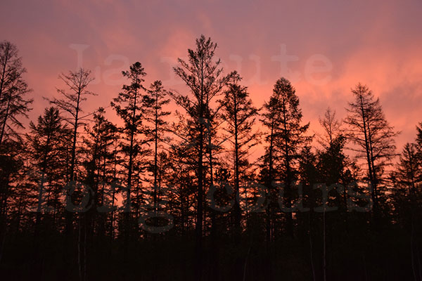 kolyma taga taiga