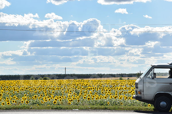 VW T3 tournesols