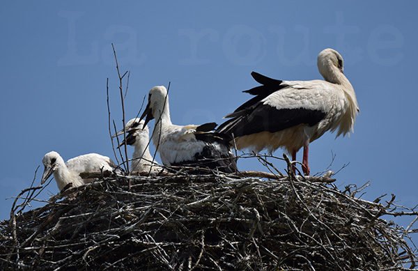 cigogne