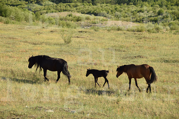 chevaux