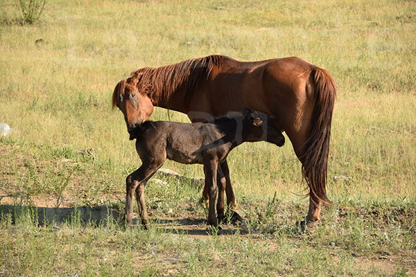 chevaux