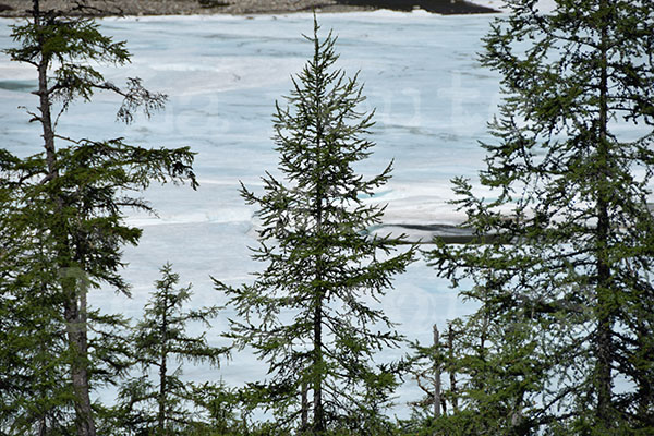 fleuve gel Kolyma