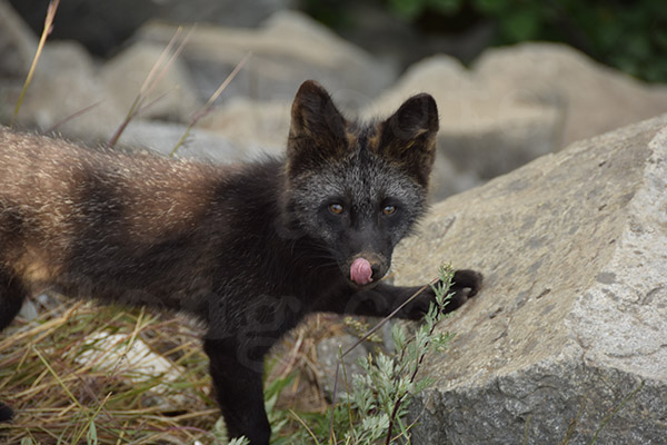 renard Kolyma