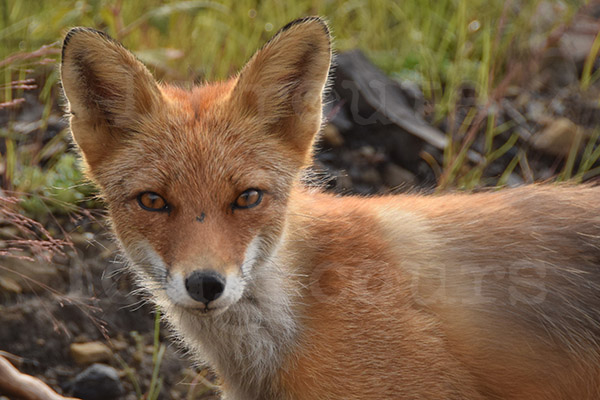 renard Kolyma