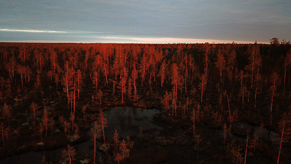 taiga