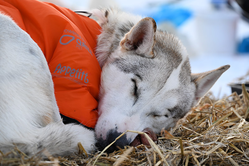 finnmarkslopet