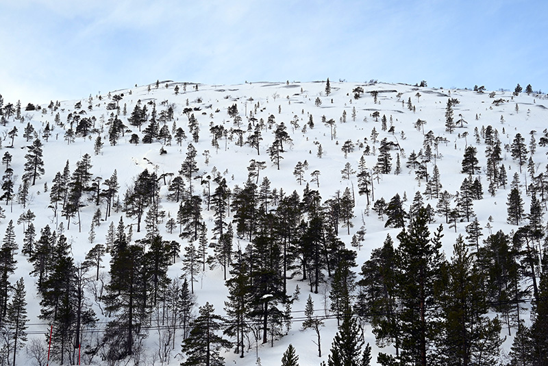 foret neige