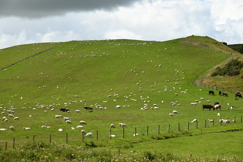 moutons