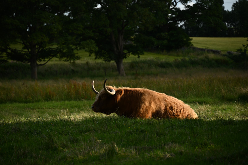 vache highland