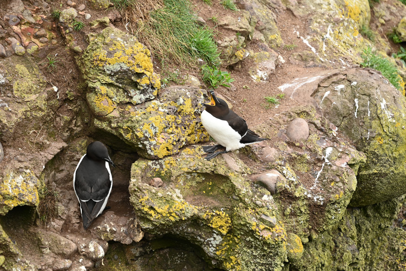 pingouins guillemot