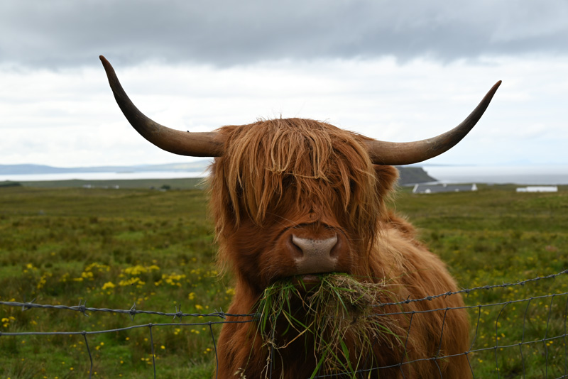 vache highland