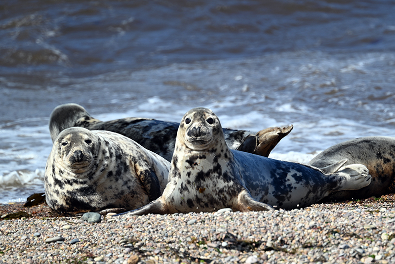 otaries