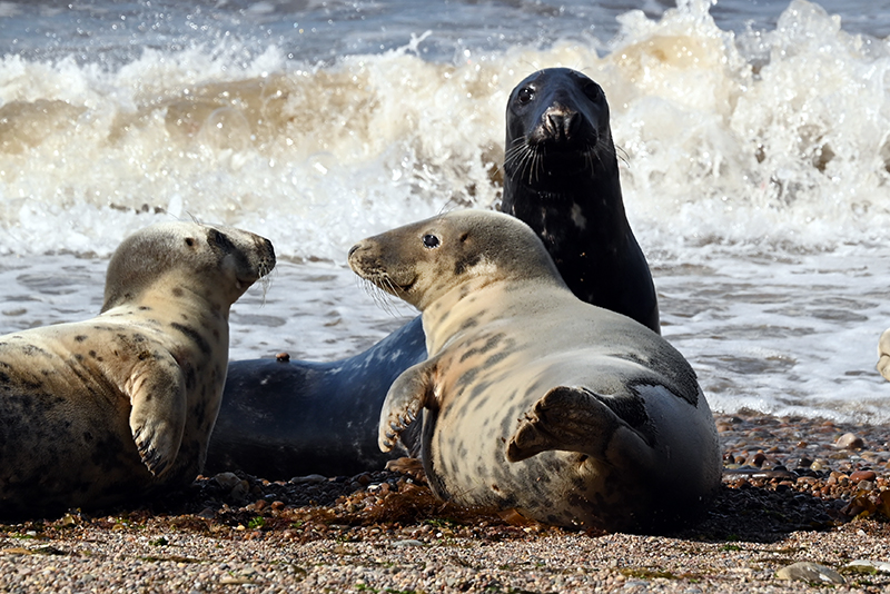 otaries