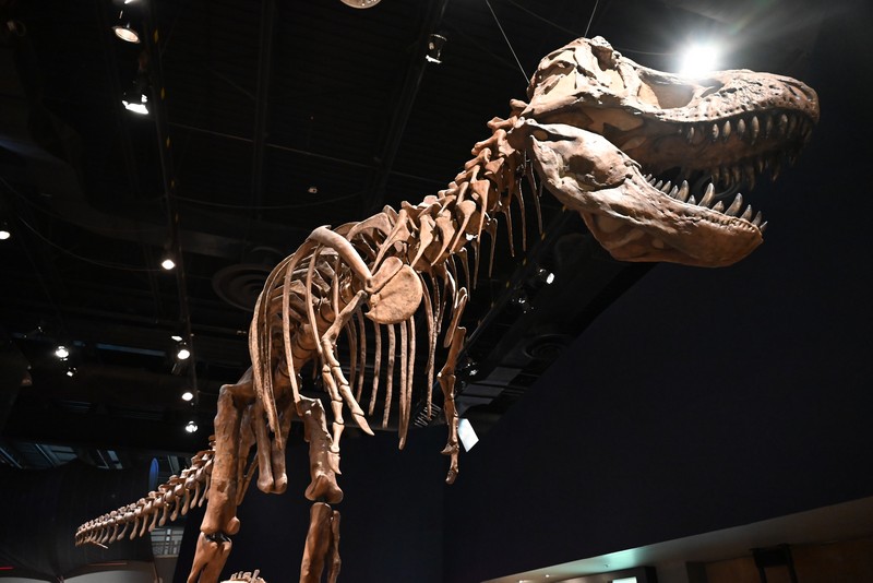 dinosaure