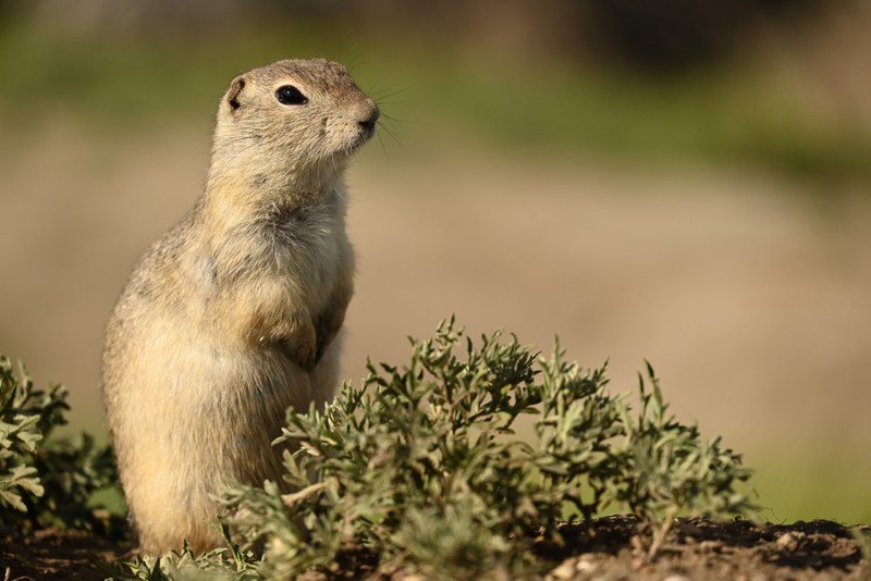 chien de prairie