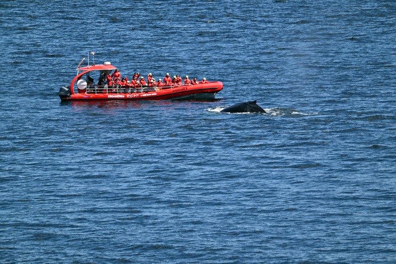baleine