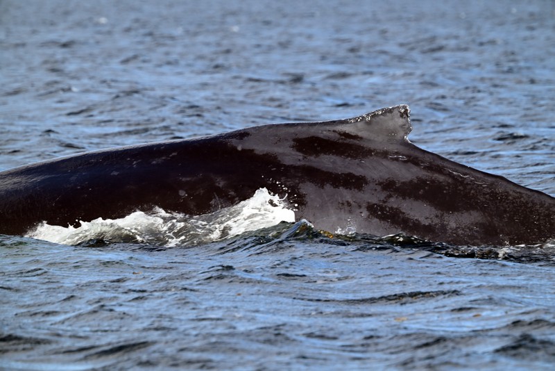 baleine