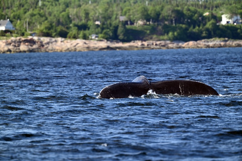 baleine