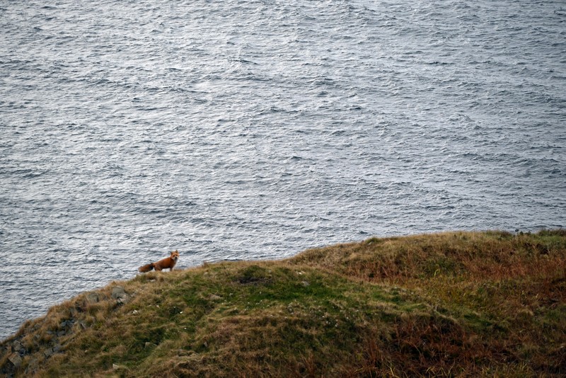renard