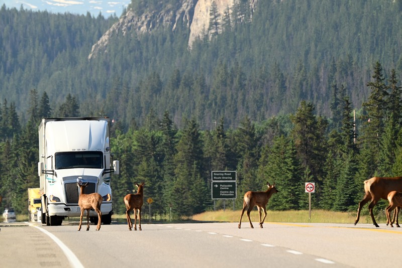 wapiti