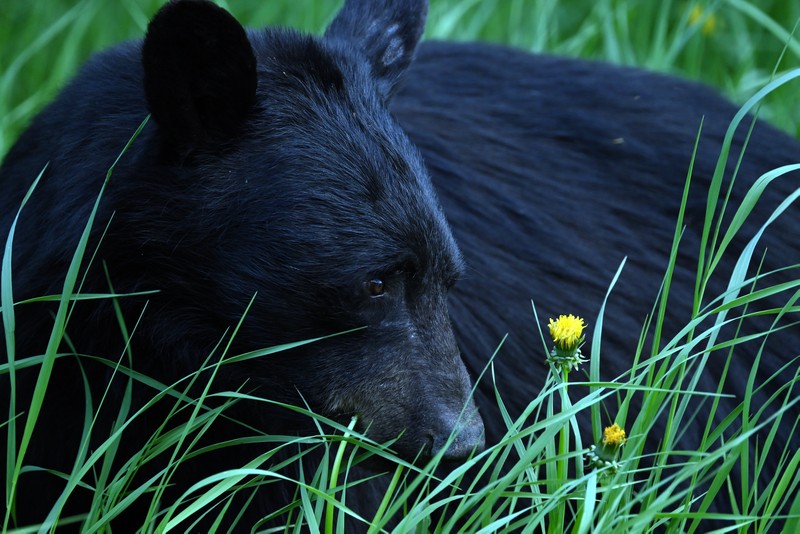 ours