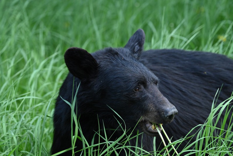 ours