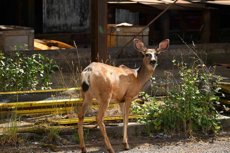 wapiti