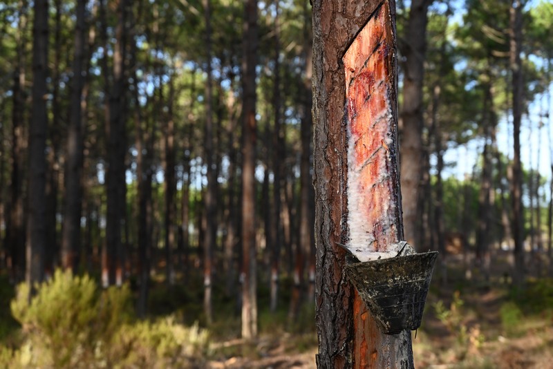 portugal syviculture